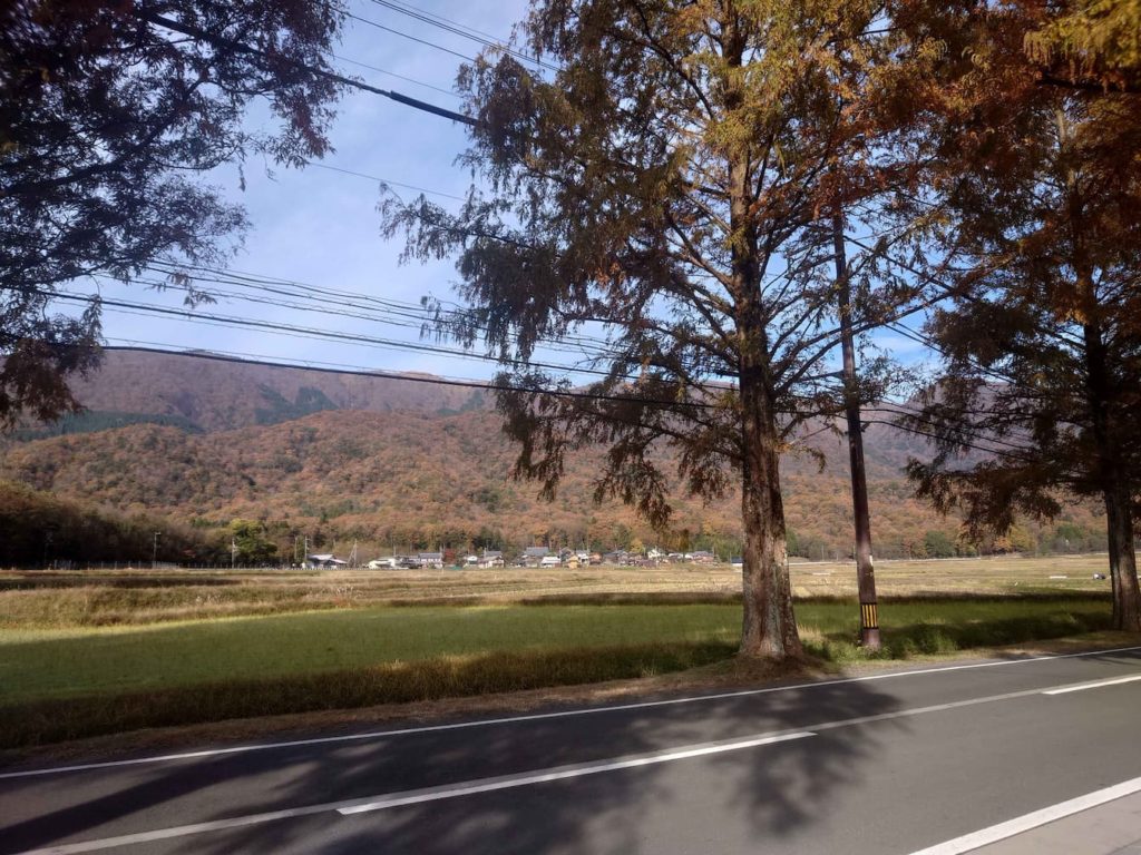 朝日に照らされたメタセコイア並木の黄金トンネルの風景