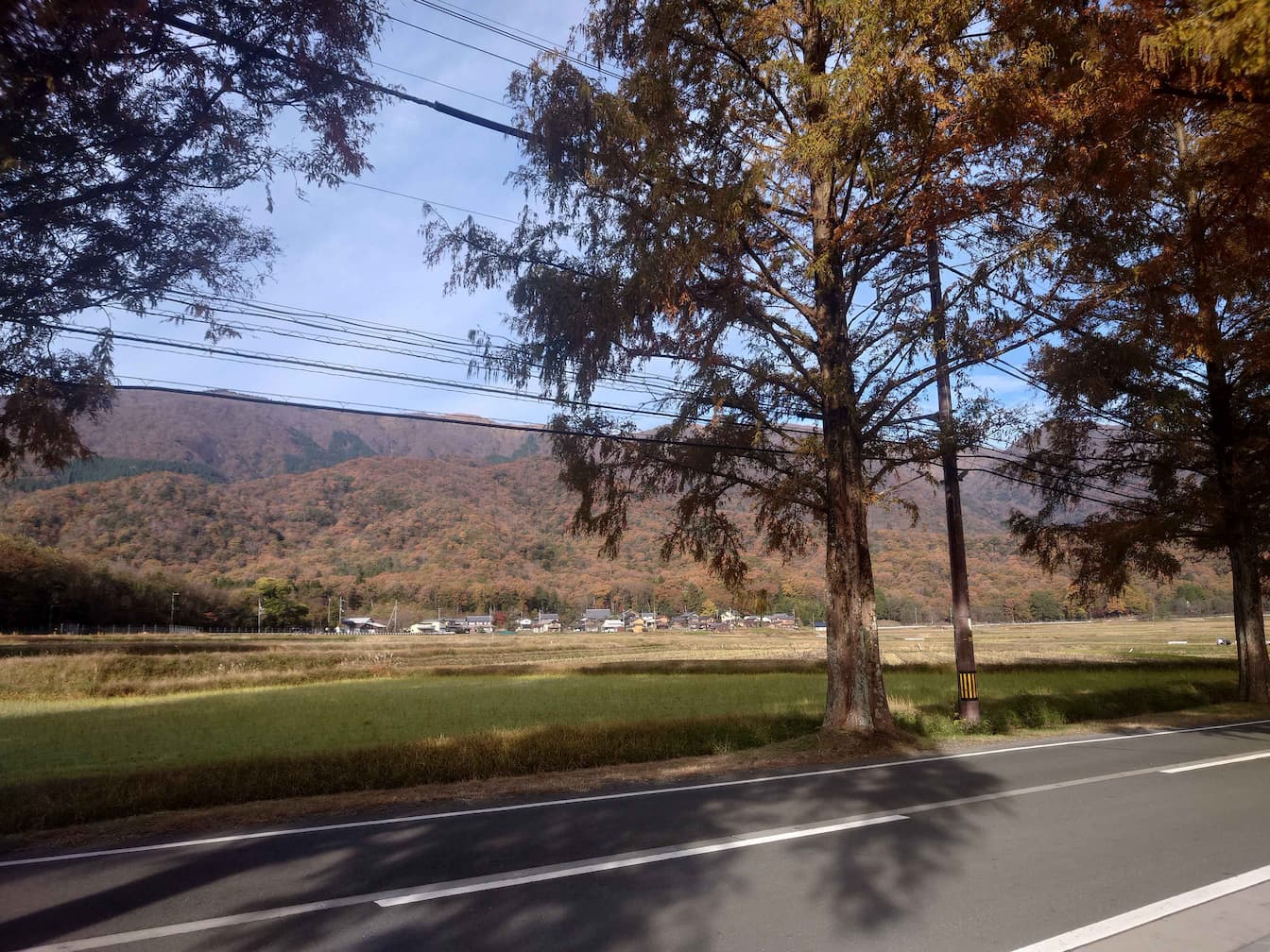 朝日に照らされたメタセコイア並木の黄金トンネルの風景